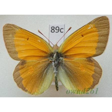 Colias hyperborea Grum-Grshimailo, 1899 male Russia89c